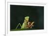 African Praying Mantis Eating a Bug-DLILLC-Framed Photographic Print