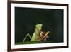 African Praying Mantis Eating a Bug-DLILLC-Framed Photographic Print