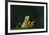 African Praying Mantis Eating a Bug-DLILLC-Framed Photographic Print