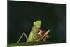 African Praying Mantis Eating a Bug-DLILLC-Mounted Photographic Print