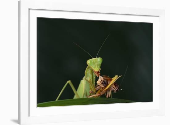 African Praying Mantis Eating a Bug-DLILLC-Framed Photographic Print