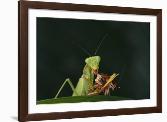 African Praying Mantis Eating a Bug-DLILLC-Framed Photographic Print