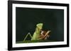 African Praying Mantis Eating a Bug-DLILLC-Framed Photographic Print
