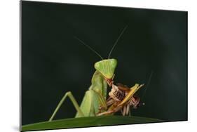 African Praying Mantis Eating a Bug-DLILLC-Mounted Photographic Print