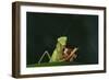 African Praying Mantis Eating a Bug-DLILLC-Framed Photographic Print