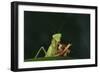 African Praying Mantis Eating a Bug-DLILLC-Framed Photographic Print