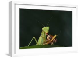 African Praying Mantis Eating a Bug-DLILLC-Framed Photographic Print