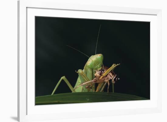 African Praying Mantis Eating a Bug-DLILLC-Framed Photographic Print