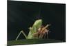 African Praying Mantis Eating a Bug-DLILLC-Mounted Photographic Print