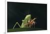 African Praying Mantis Eating a Bug-DLILLC-Framed Photographic Print