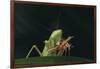 African Praying Mantis Eating a Bug-DLILLC-Framed Photographic Print