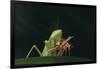 African Praying Mantis Eating a Bug-DLILLC-Framed Photographic Print