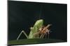 African Praying Mantis Eating a Bug-DLILLC-Mounted Photographic Print