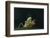 African Praying Mantis Eating a Bug-DLILLC-Framed Photographic Print