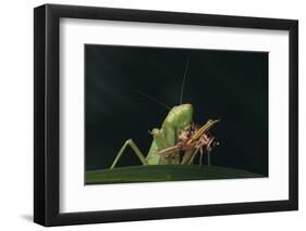 African Praying Mantis Eating a Bug-DLILLC-Framed Photographic Print