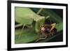 African Praying Mantis Eating a Bug-DLILLC-Framed Photographic Print