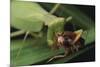 African Praying Mantis Eating a Bug-DLILLC-Mounted Photographic Print