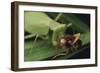 African Praying Mantis Eating a Bug-DLILLC-Framed Photographic Print