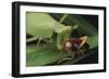 African Praying Mantis Eating a Bug-DLILLC-Framed Photographic Print