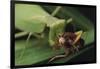 African Praying Mantis Eating a Bug-DLILLC-Framed Photographic Print