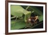 African Praying Mantis Eating a Bug-DLILLC-Framed Photographic Print