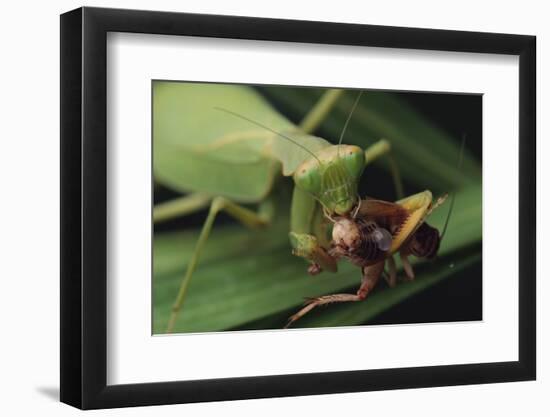 African Praying Mantis Eating a Bug-DLILLC-Framed Photographic Print