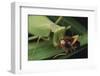 African Praying Mantis Eating a Bug-DLILLC-Framed Photographic Print