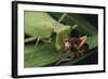 African Praying Mantis Eating a Bug-DLILLC-Framed Photographic Print