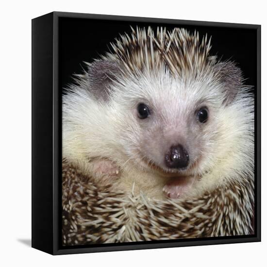 African Pygmy Hedgehog-null-Framed Stretched Canvas