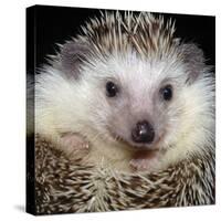 African Pygmy Hedgehog-null-Stretched Canvas