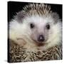 African Pygmy Hedgehog-null-Stretched Canvas