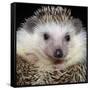 African Pygmy Hedgehog-null-Framed Stretched Canvas