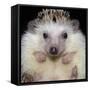 African Pygmy Hedgehog-null-Framed Stretched Canvas