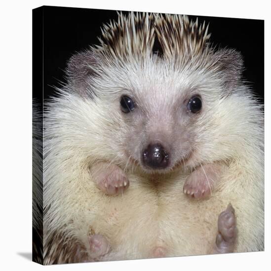 African Pygmy Hedgehog-null-Stretched Canvas