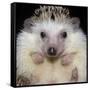 African Pygmy Hedgehog-null-Framed Stretched Canvas