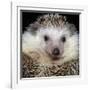 African Pygmy Hedgehog-null-Framed Photographic Print