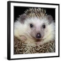 African Pygmy Hedgehog-null-Framed Photographic Print