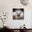 African Pygmy Hedgehog-null-Mounted Photographic Print displayed on a wall