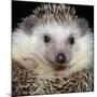 African Pygmy Hedgehog-null-Mounted Photographic Print