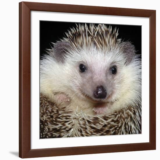 African Pygmy Hedgehog-null-Framed Photographic Print