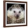 African Pygmy Hedgehog-null-Framed Photographic Print