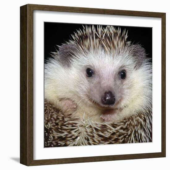 African Pygmy Hedgehog-null-Framed Photographic Print