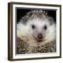 African Pygmy Hedgehog-null-Framed Photographic Print