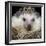 African Pygmy Hedgehog-null-Framed Photographic Print