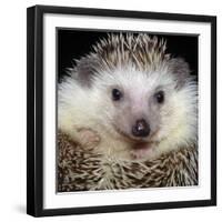 African Pygmy Hedgehog-null-Framed Photographic Print