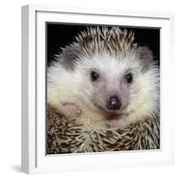 African Pygmy Hedgehog-null-Framed Photographic Print