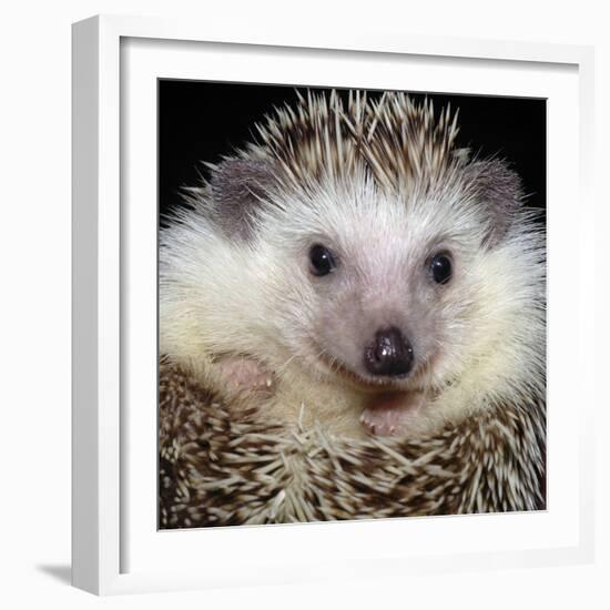 African Pygmy Hedgehog-null-Framed Photographic Print