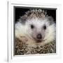 African Pygmy Hedgehog-null-Framed Photographic Print