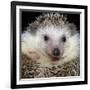 African Pygmy Hedgehog-null-Framed Photographic Print