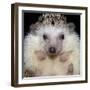 African Pygmy Hedgehog-null-Framed Photographic Print